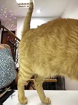 EmilyHarperr from StripChat is Freechat