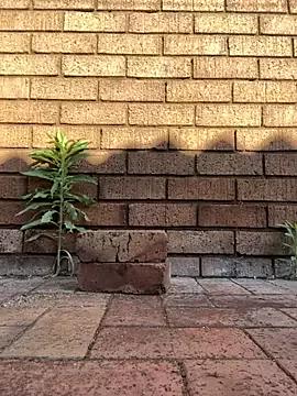 ZeusBlackDick from StripChat is Freechat