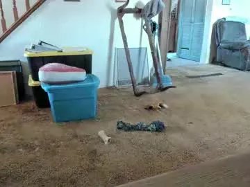 armalite16 on Chaturbate 