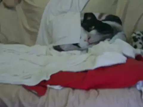 VeneRed on StripChat 